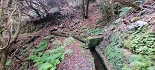 Plants: image 47 Of 208 Thumb